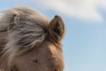 Ear of a Fjord horse by Ans Bastiaanssen
