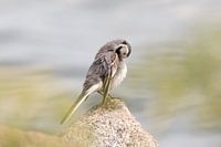 Oiseau lavant au bord de l'eau | tirage photo d'oiseau Suède
