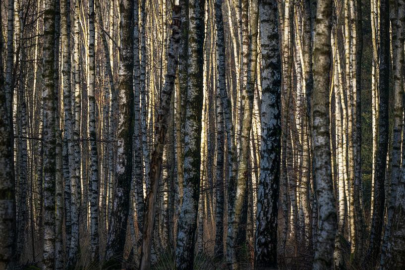 Nahaufnahme Birkenwald. von Albert Beukhof