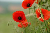 Mohn