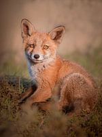 Renardeau au soleil du soir