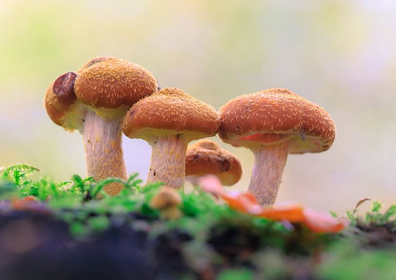 A group of Hallmash mushrooms... by Horst Husheer