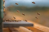 Bienenstock - Honigbienen