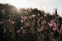 Lavender | Travel photography print Algarve Portugal Art Print