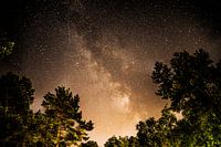 Milky Way through the trees