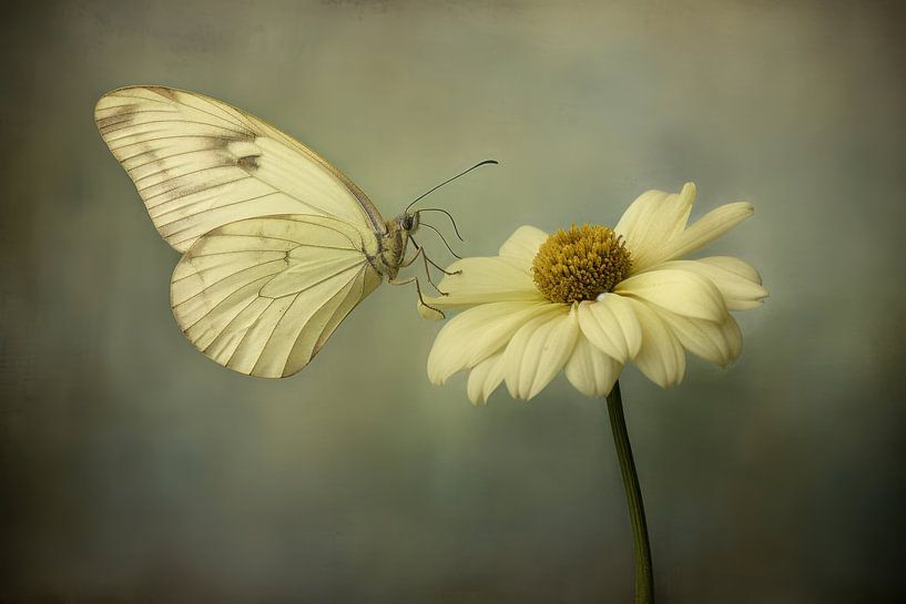 Photo d'un papillon blanc assis sur une fleur blanche par Joriali photographie et peintures