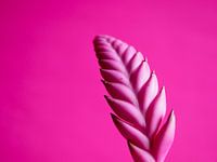 Bromélia rose sur rose