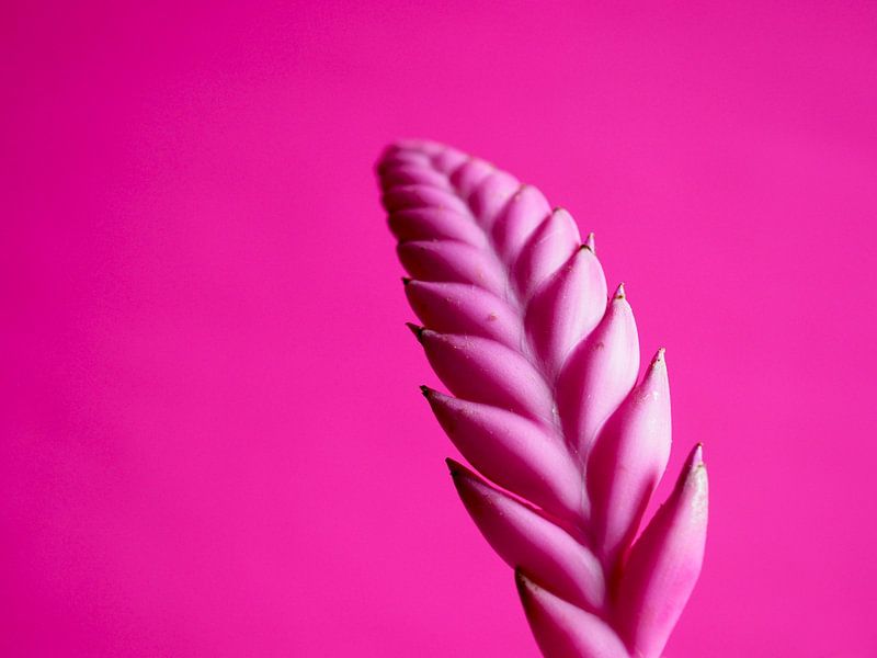 Rosa auf Rosa Bromelie von raisa haveman