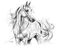 Arabian horse