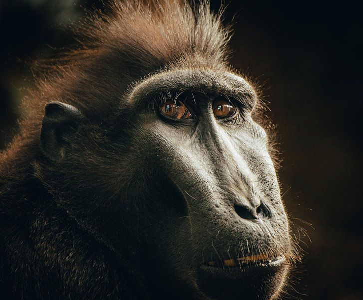 Portrait d'un macaque japonais par Hans Huys