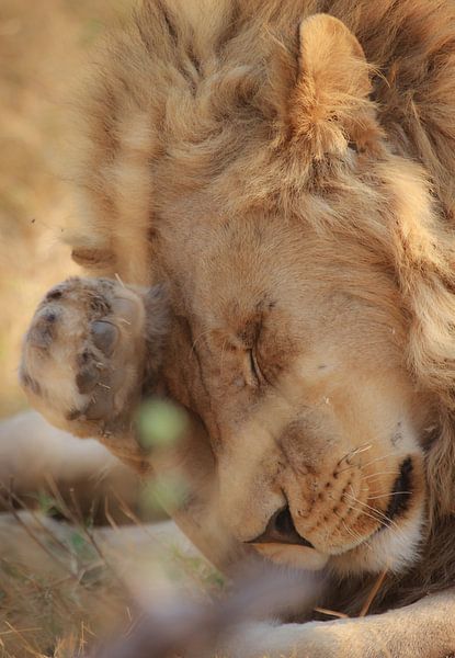 lion by Ed Dorrestein