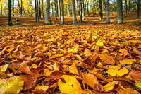 Autumn leaves in beech forest