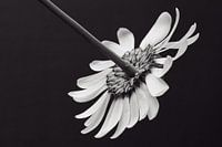 Back of the camomile in black and white