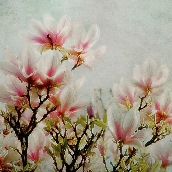 Magnolia par Claudia Moeckel
