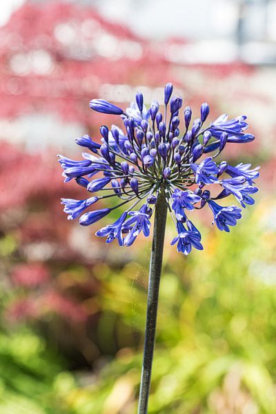 Fleur violette par Werner Lerooy