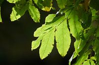  Green leaves in the sun
