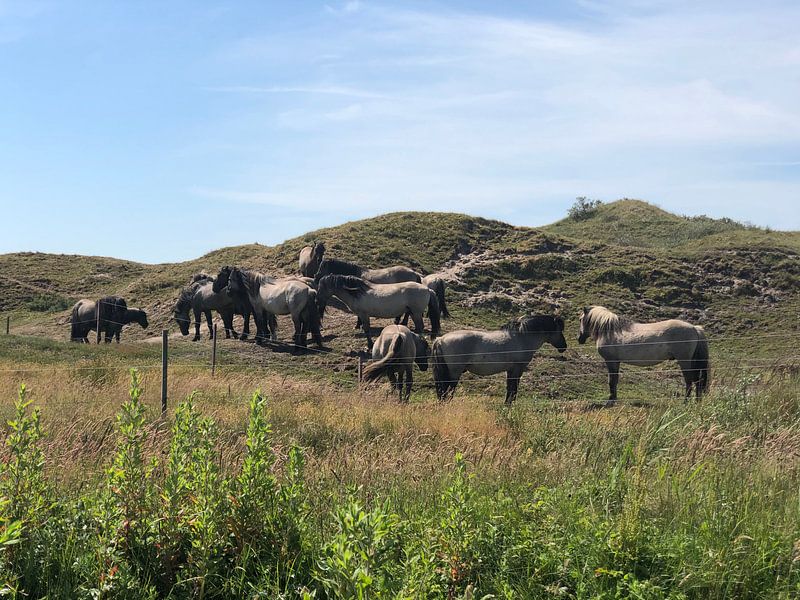 Wildpferde von tania mol