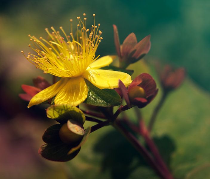 Goldene Blume in dunstiger Blüte von Stella Ammerlaan