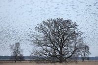Stare in Dwingelderveld