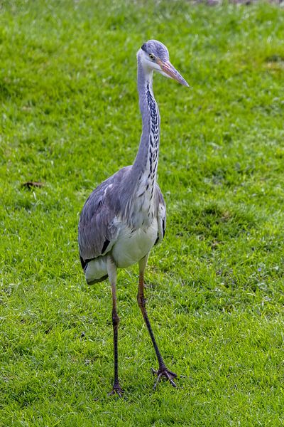 A pretty grey heron by Teresa Bauer