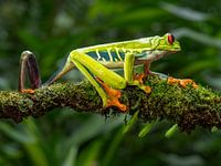 grenouille en plastique