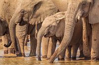 Troupeau d'éléphants d'Afrique au point d'eau