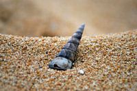 Shell in the tropical sand
