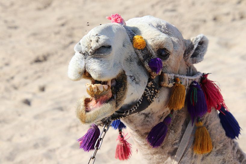 Camel on the beach by Henk van Holten