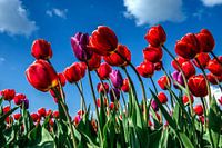 Feld mit roten Tulpen