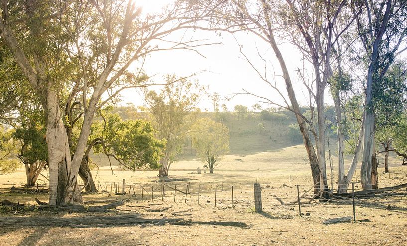 A la ferme à Garrawilla, Australie par Sven Wildschut