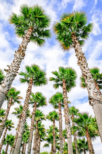 Group of high straight palm trees with blue sky and clouds by Ben Schonewille