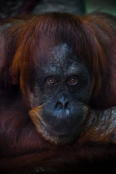 Das traurige Gesicht eines Orang-Utans ist eine Nahaufnahme, der phlegmatische Blick eines Humanoide von Michael Semenov