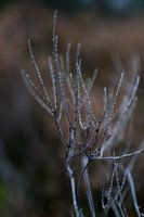 Detail winter landscape