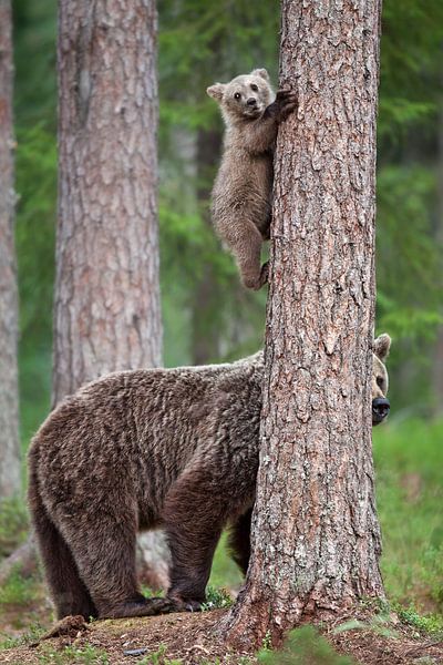 Soyez prudent ! par Alessandro Catta