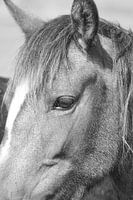  Black white close up of horses head