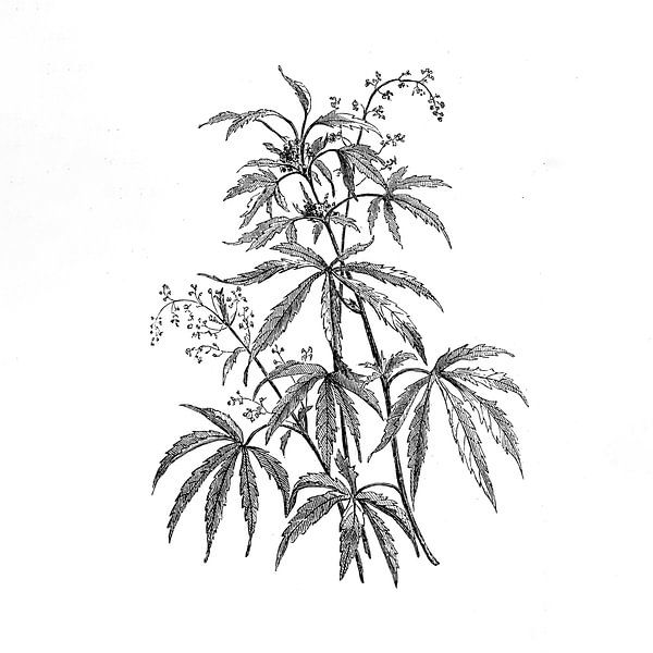 Gravure antique sur chanvre de 1871 par Peter Hermus