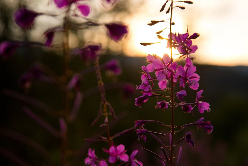 lupine field flowers with sunset by Karijn | Fine art Natuur en Reis Fotografie