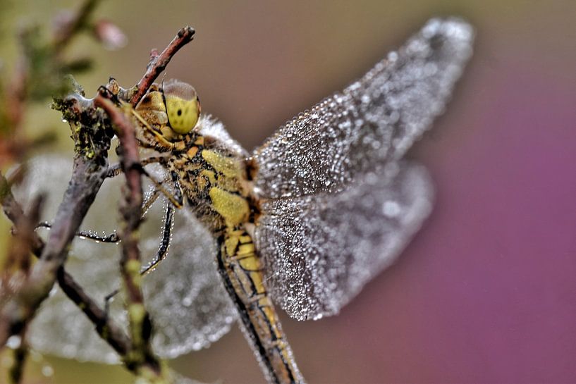 Libelle in blühender Heide von Stefan Wiebing Photography