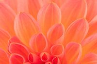 Pétales d'un dahlia