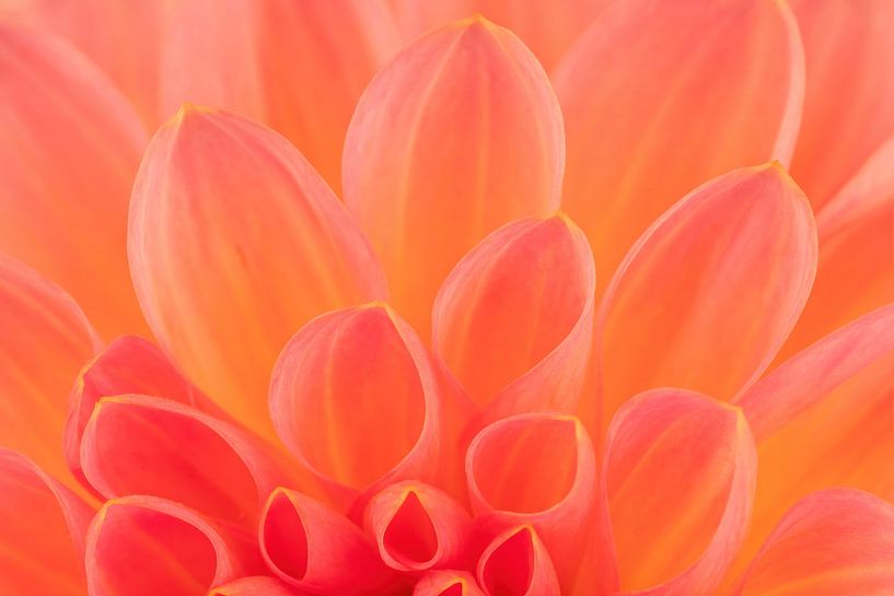 Pétales d'un dahlia par Dafne Vos