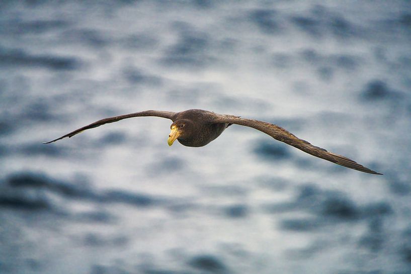 Reuzenstormvogel van Kai Müller