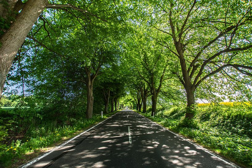 German Avenue Road on Rügen by GH Foto & Artdesign