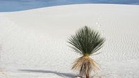 White Sands - New Mexico