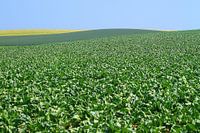 landscape near Sittard