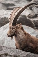 Chevreuil des Alpes dans les montagnes
