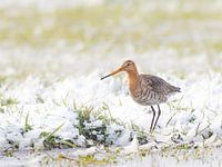 Black-tailed godwit in snowy polder landscape