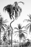 Palm trees in Mexico - Vacation - Caribbean