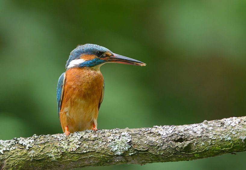 Eisvogel mit Schleim zwischen dem Schnabel von Remco Van Daalen