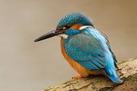 Kingfisher on a branch