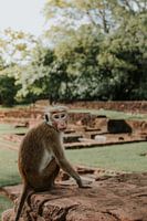 Monkey on ruins